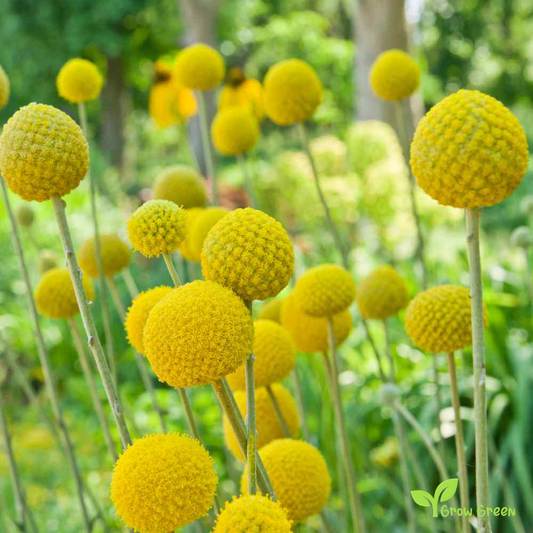 20 seeds of Billy Buttons - CRASPEDIA GLOBOSA - Golf  Beauty + Gift 5 seeds of Sunflower