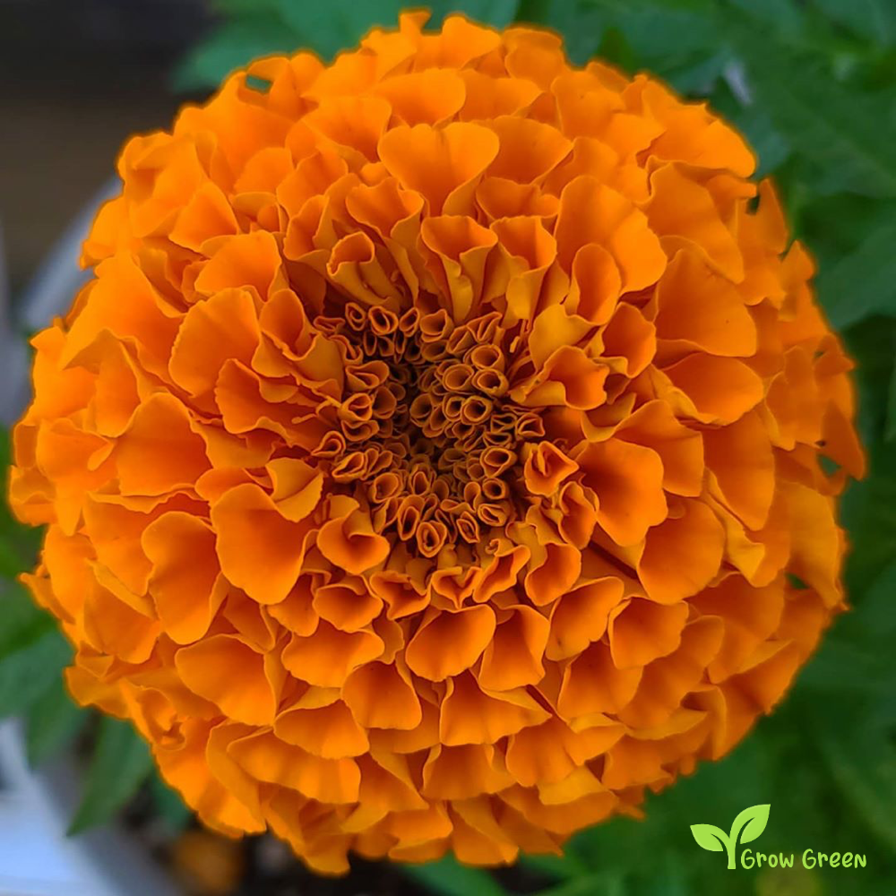 30 seeds of African Marigold - TAGETES ERECTA - Big Marigold + Gift 5 seeds of Sunflower