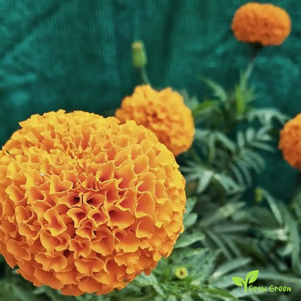 30 seeds of African Marigold - TAGETES ERECTA - Big Marigold + Gift 5 seeds of Sunflower