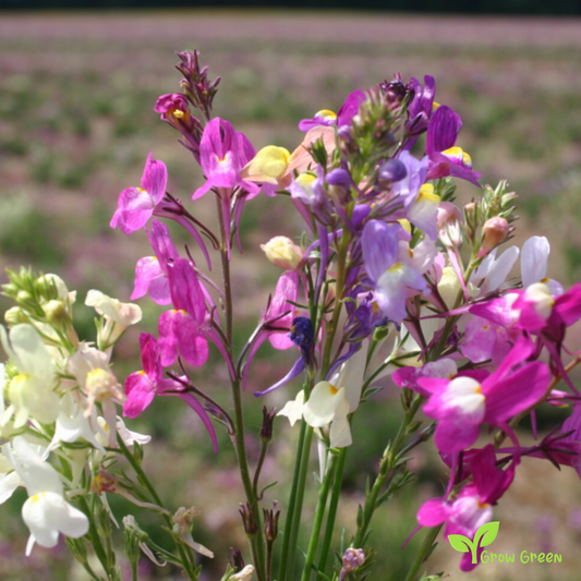 20 seeds of Toadflax - LINARIA VULGARIS + Gift 5 seeds of Sunflower