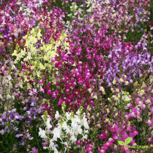 20 seeds of Toadflax - LINARIA VULGARIS + Gift 5 seeds of Sunflower