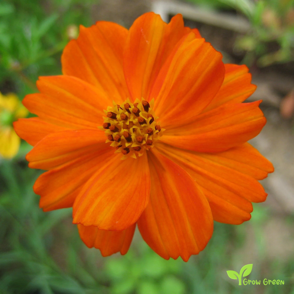 20 seeds of Sulfur Cosmos - COSMOS SULPHUREUS + Gift 5 seeds of Sunflower