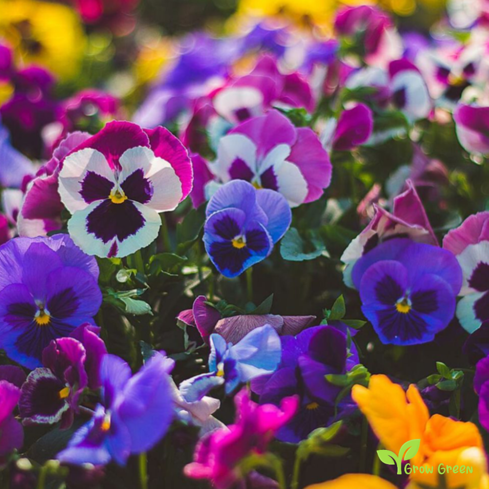 20 seeds of Garden Pansy Mix - VIOLA WITTROCKIANA + Gift 5 seeds of Sunflower