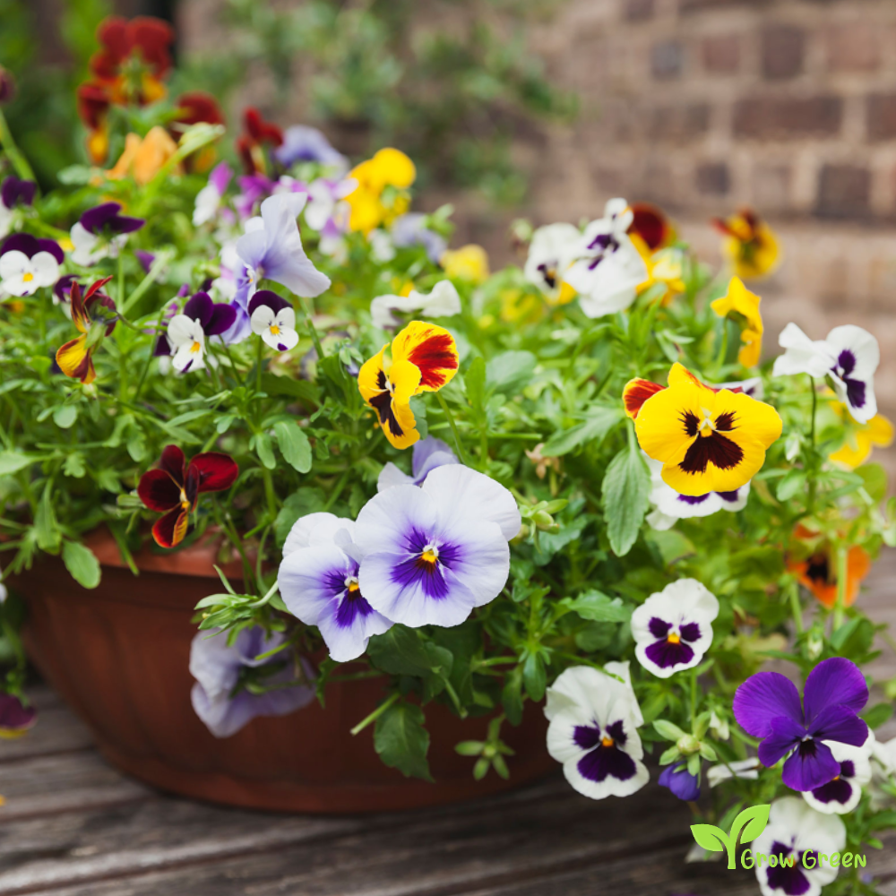 20 seeds of Garden Pansy Mix - VIOLA WITTROCKIANA + Gift 5 seeds of Sunflower