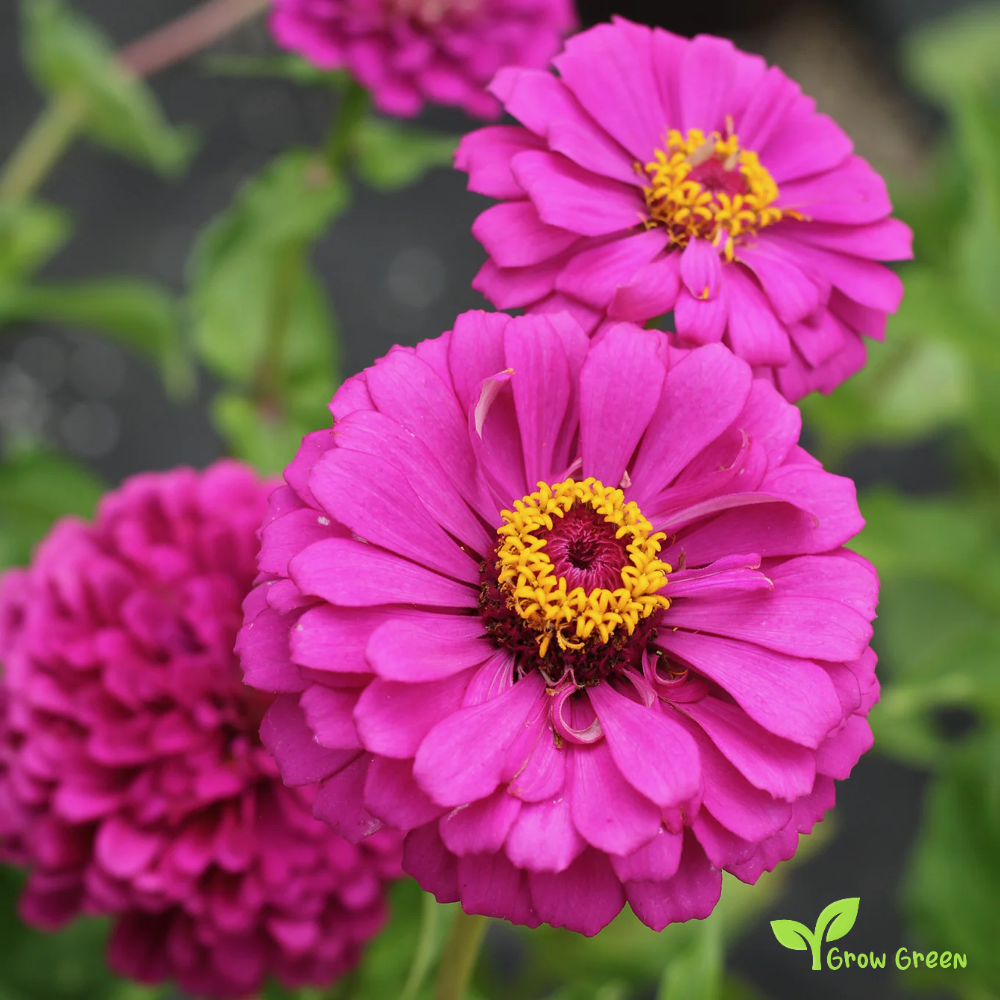 20 seeds of Purple Zinnia - ZINNIA ELEGANS + Gift 5 seeds of Sunflower