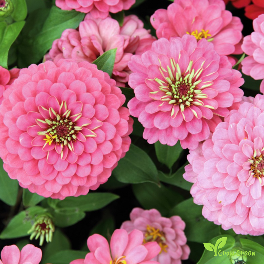 20 seeds of Pink Zinnia - ZINNIA ELEGANS + Gift 5 seeds of Sunflower