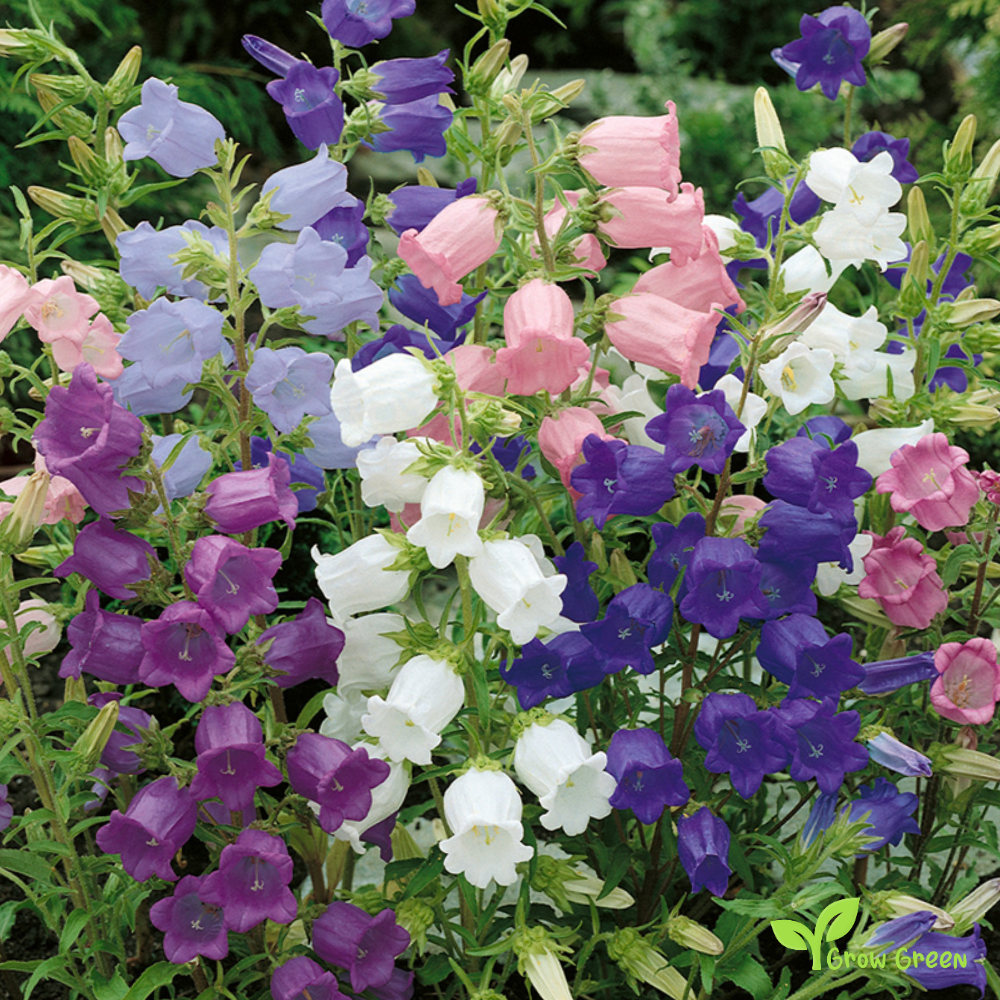 30 seeds of Mix Colour Canterbury Bells - CAMPANULA MEDIUM + Gift 5 seeds of Sunflower