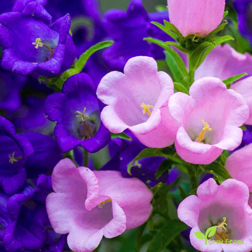 30 seeds of Mix Colour Canterbury Bells - CAMPANULA MEDIUM + Gift 5 seeds of Sunflower
