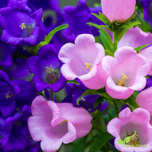 30 seeds of Mix Colour Canterbury Bells - CAMPANULA MEDIUM + Gift 5 seeds of Sunflower