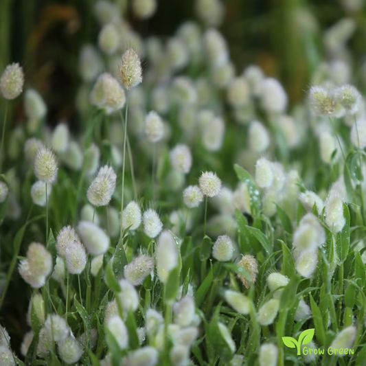 20 seeds of Bunny's Tails Grass - LAGURUS OVATUS + Gift 5 seeds of Sunflower