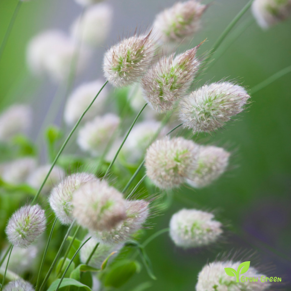 20 seeds of Bunny's Tails Grass - LAGURUS OVATUS + Gift 5 seeds of Sunflower