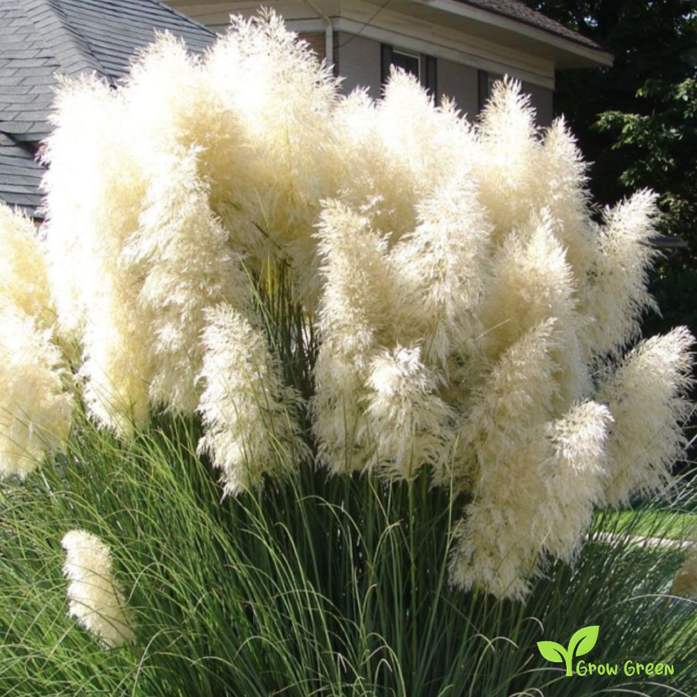 20 seeds of Pampas Grass - CORTADERIA SELLOANA + Gift 5 seeds of Sunflower
