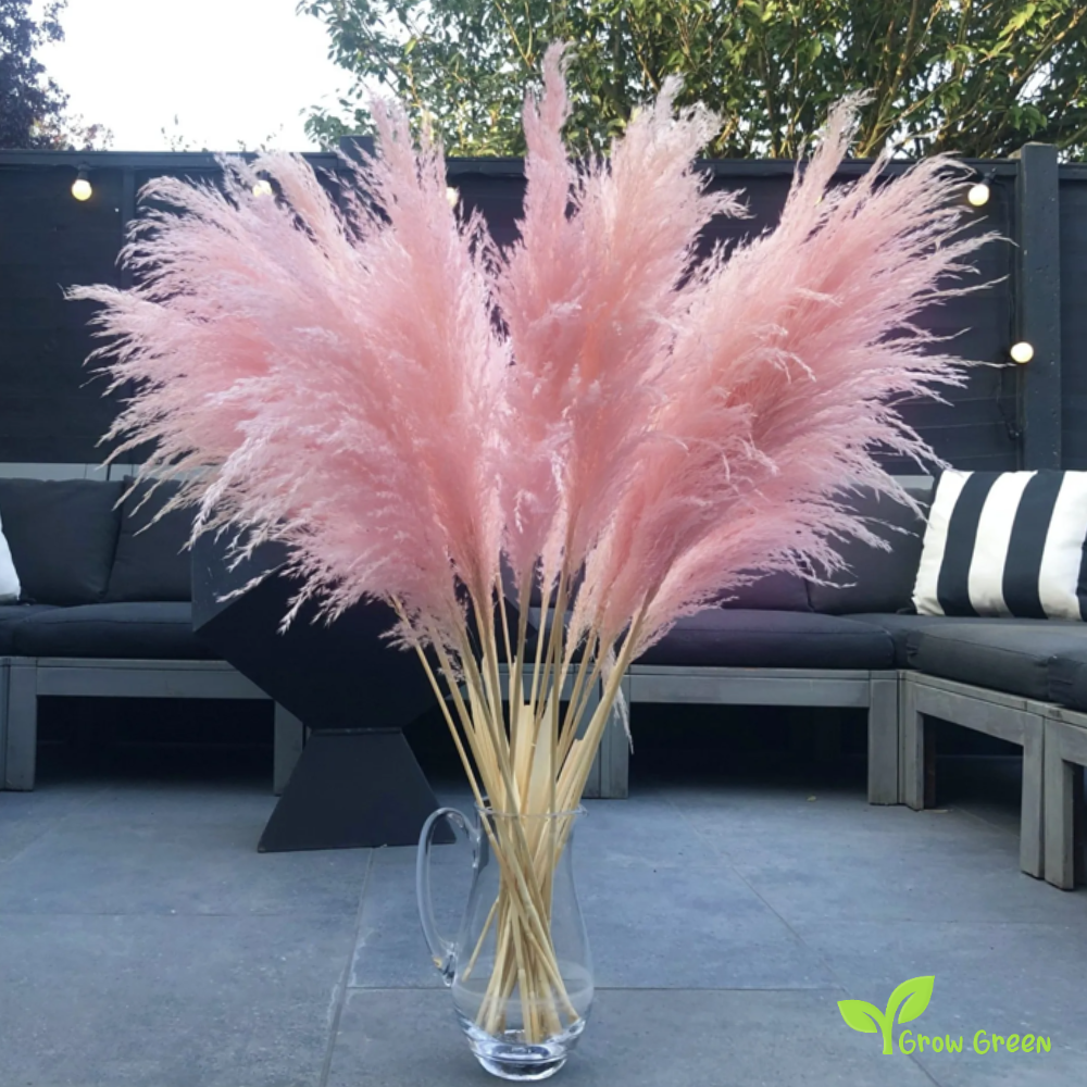 20 seeds Pink Pampas Grass - CORTADERIA SELLOANA + Gift 5 seeds of Sunflower