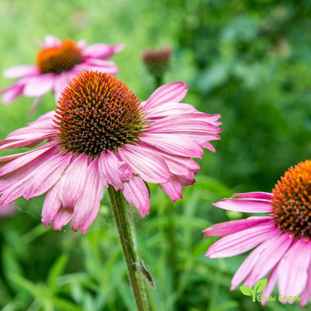 20 seeds of Coneflower - ECHINACEA + Gift 5 seeds of Sunflower