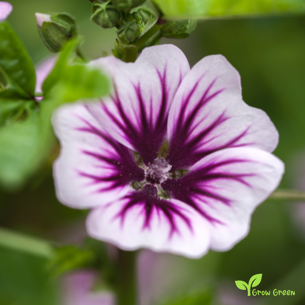 10 seeds of Mallow - MALVA SYLVESTRIS - Zebrina + Gift 5 seeds of Sunflower