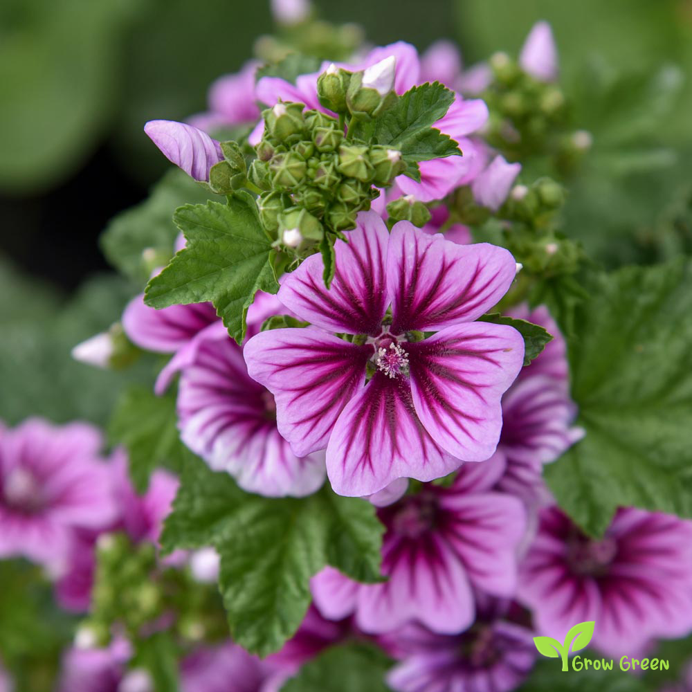 10 seeds of Mallow - MALVA SYLVESTRIS - Zebrina + Gift 5 seeds of Sunflower