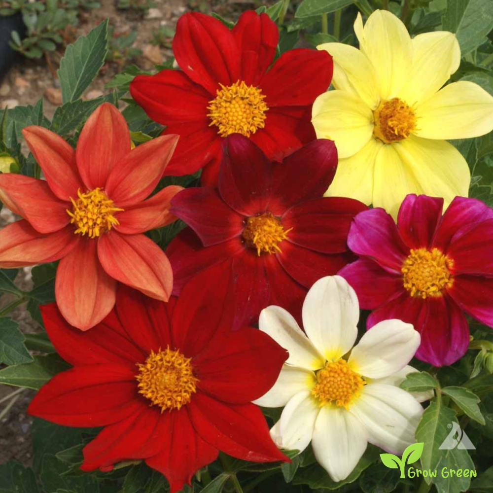 20 seeds of Dwarf Dahlia - DAHLIA + Gift 5 seeds of Sunflower