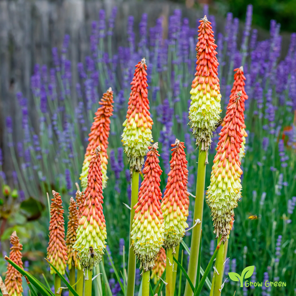 10 seeds of Red Hot Poker - KNIPHOFIA UVARIA + Gift 5 seeds of Sunflower