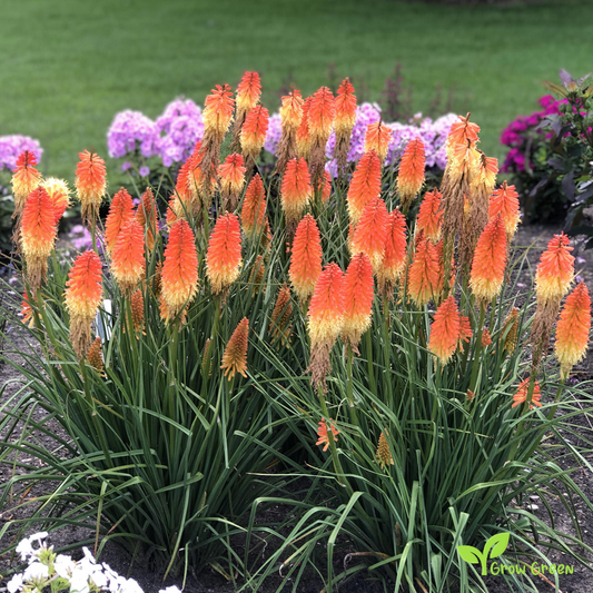 10 seeds of Red Hot Poker - KNIPHOFIA UVARIA + Gift 5 seeds of Sunflower