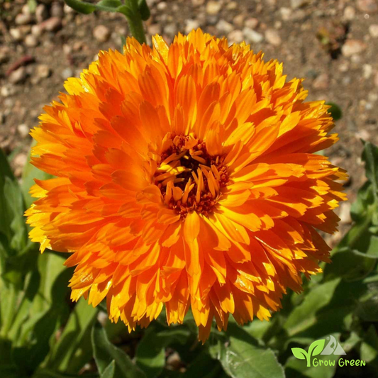 20 seeds of Orange Calendula - CALENDULA OFFICINALIS + Gift 5 seeds of Sunflower