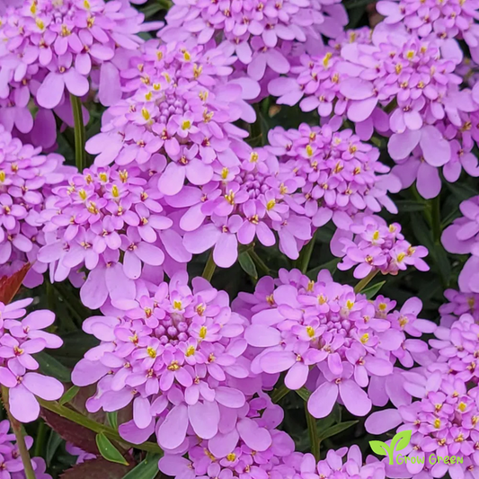 20 seeds of Violet Candytuft - IBERIS UMBELLATA + Gift 5 seeds of Sunflower
