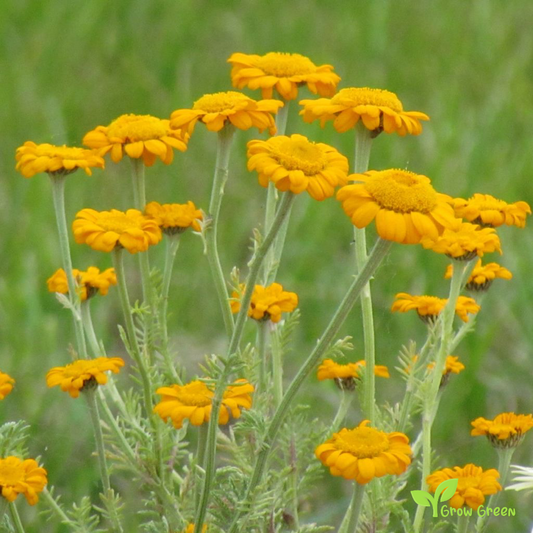 20 seeds of Anthemis Sancti Johannis - ANTHEMIS + Gift 5 seeds of Sunflower