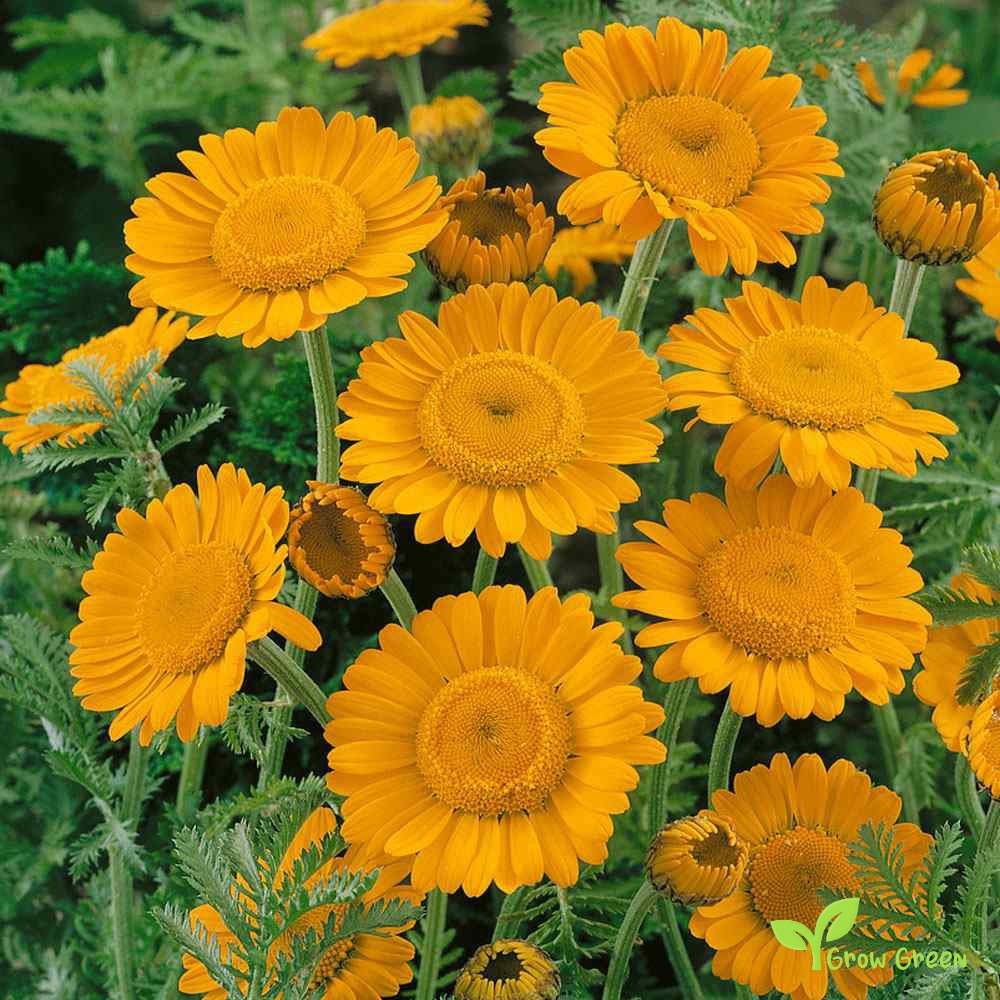 20 seeds of Anthemis Sancti Johannis - ANTHEMIS + Gift 5 seeds of Sunflower
