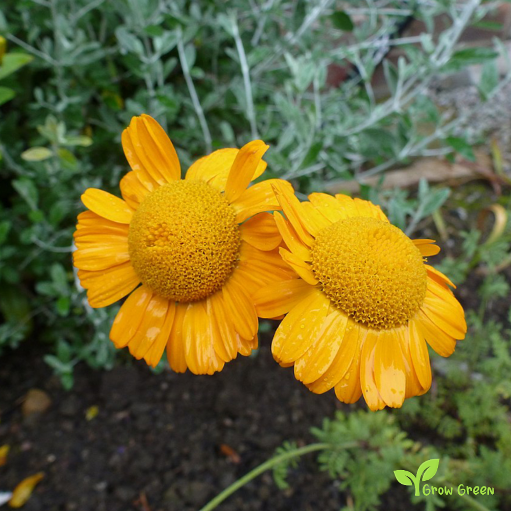 20 seeds of Anthemis Sancti Johannis - ANTHEMIS + Gift 5 seeds of Sunflower