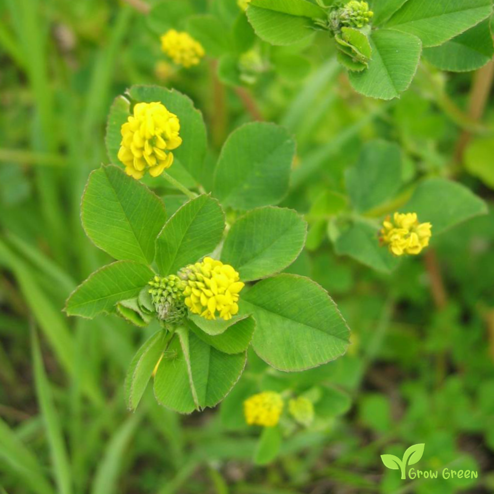 40 seeds of Yellow Clover - TRIFOLIUM + Gift 5 seeds of Sunflower