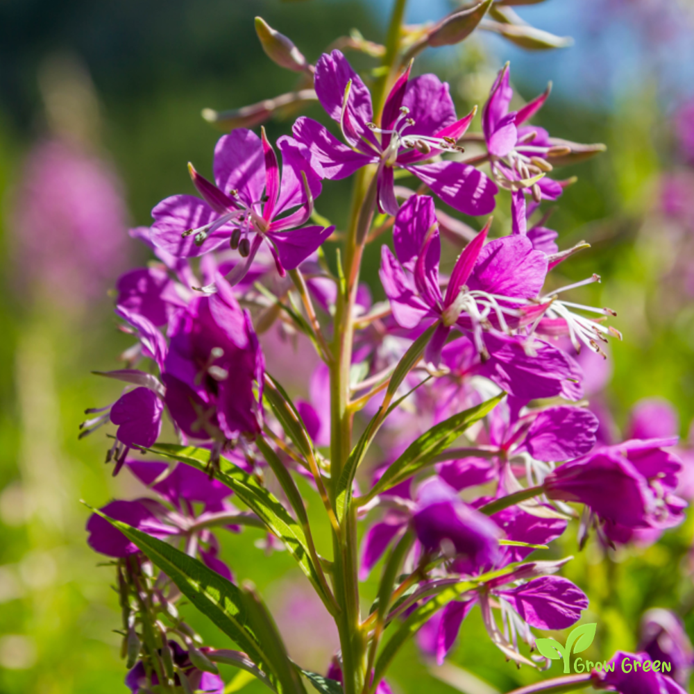 20 seeds of Rosebay - CHAMAENERION ANGUSTIFOLIUM + Gift 5 seeds of Sunflower