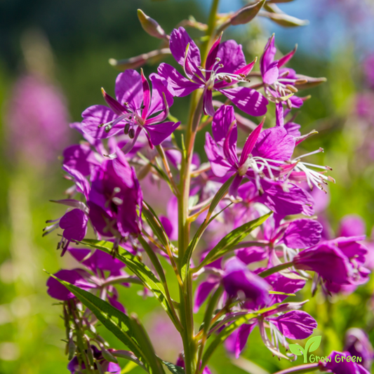 20 seeds of Rosebay - CHAMAENERION ANGUSTIFOLIUM + Gift 5 seeds of Sunflower