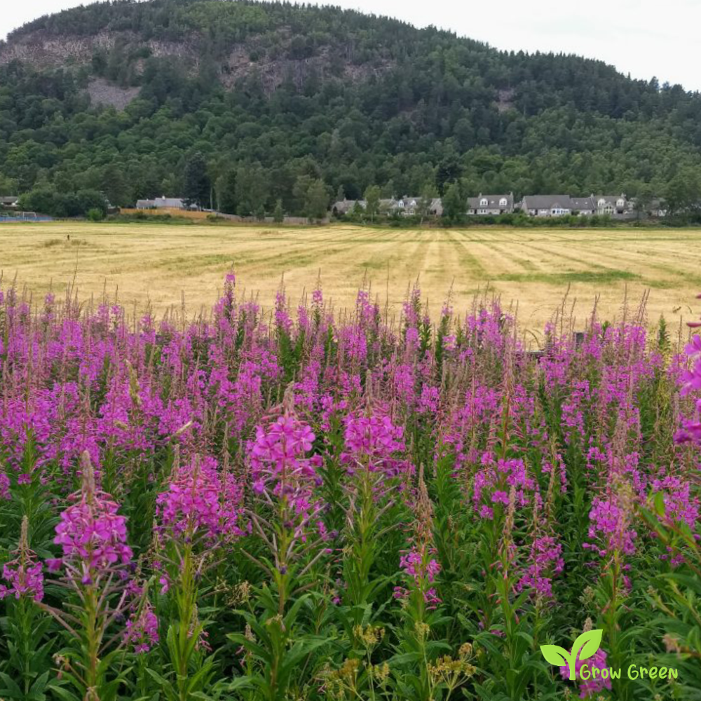 20 seeds of Rosebay - CHAMAENERION ANGUSTIFOLIUM + Gift 5 seeds of Sunflower