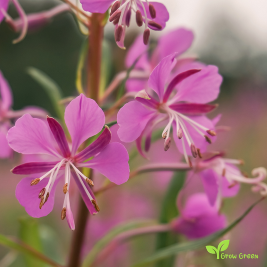 20 seeds of Rosebay - CHAMAENERION ANGUSTIFOLIUM + Gift 5 seeds of Sunflower