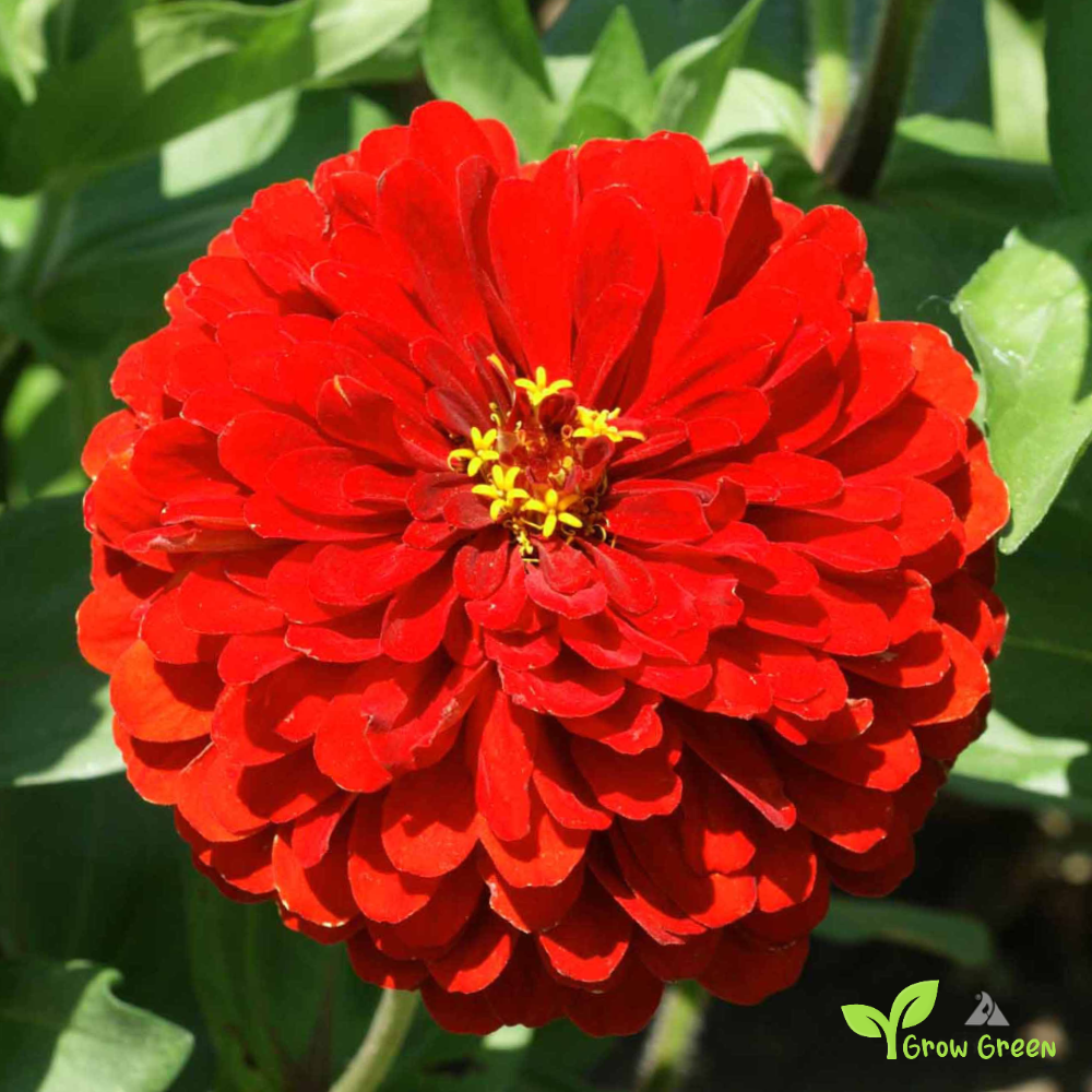 20 seeds of Scarlet Zinnia - ZINNIA ELEGANS + Gift 5 seeds of Sunflower