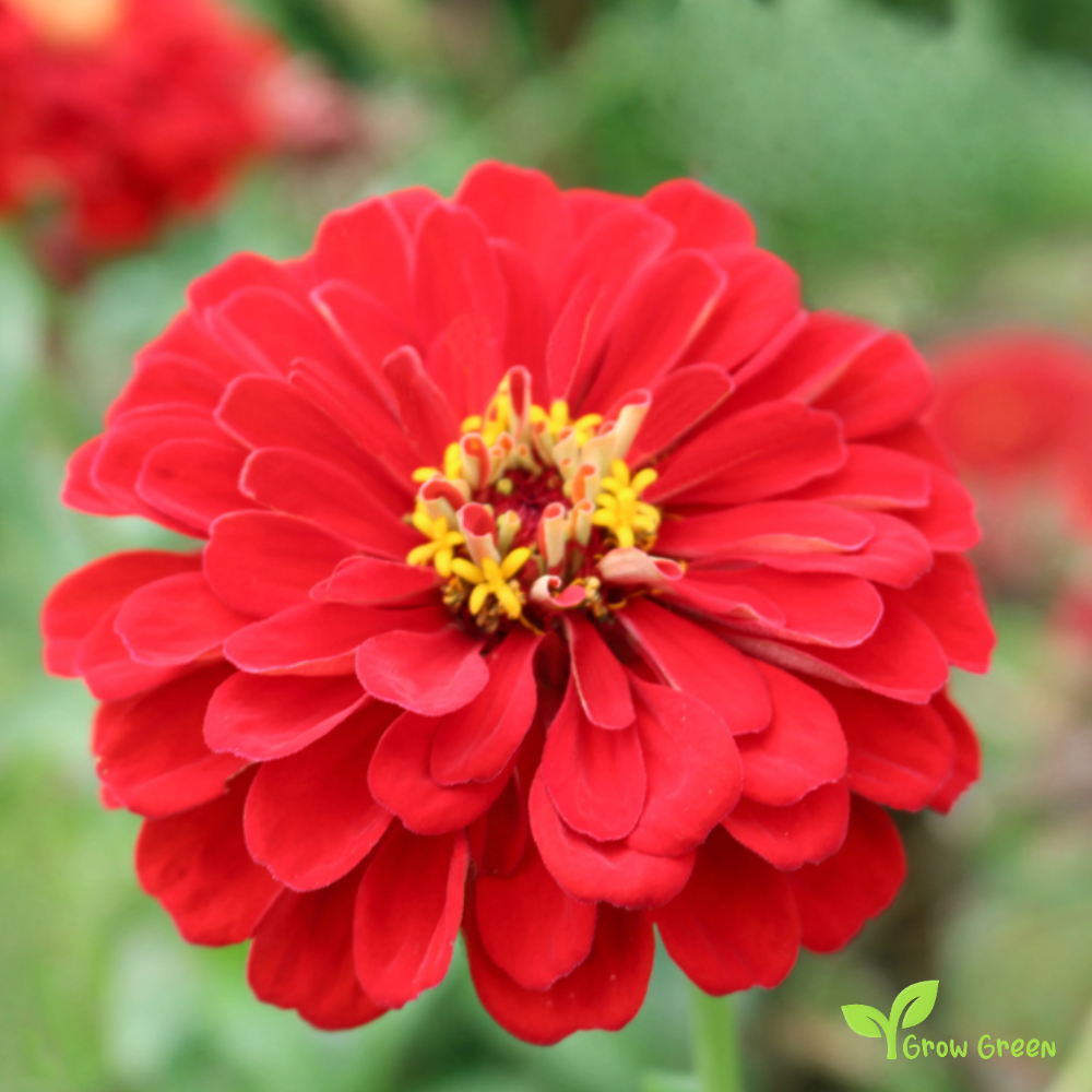 20 seeds of Scarlet Zinnia - ZINNIA ELEGANS + Gift 5 seeds of Sunflower