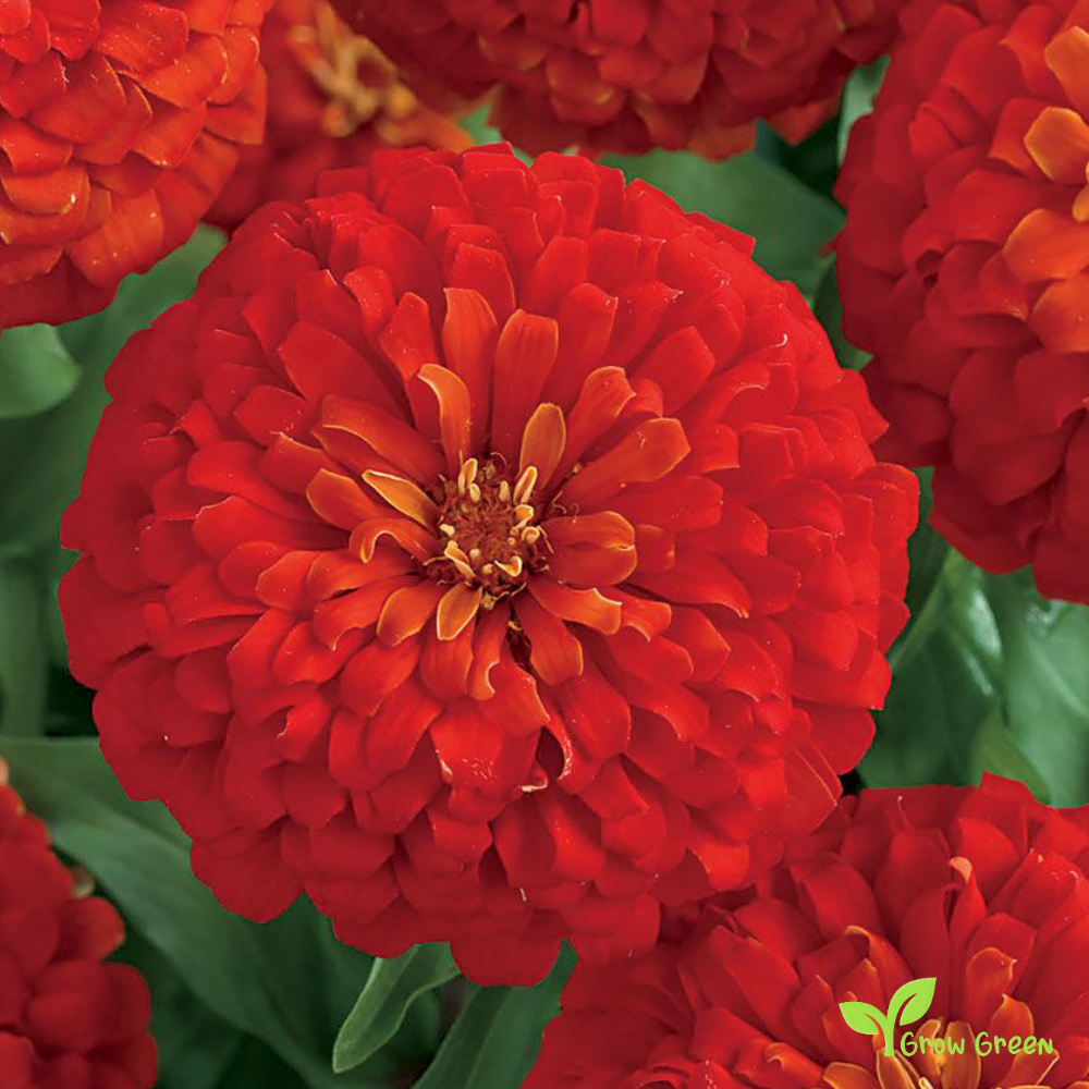 20 seeds of Scarlet Zinnia - ZINNIA ELEGANS + Gift 5 seeds of Sunflower