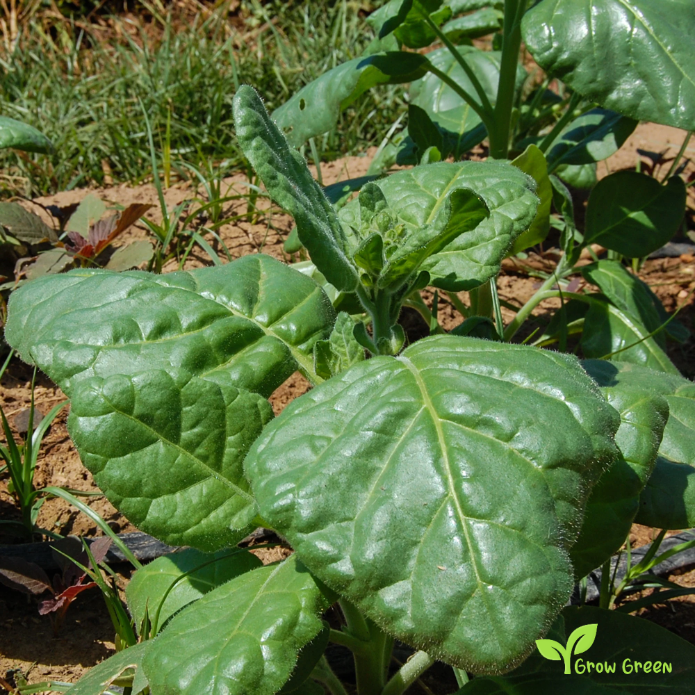 10 seeds of Luti Kambichki Chilli Pepper - CAPSICUM ANNUUM + Gift 5 seeds of Sunflower