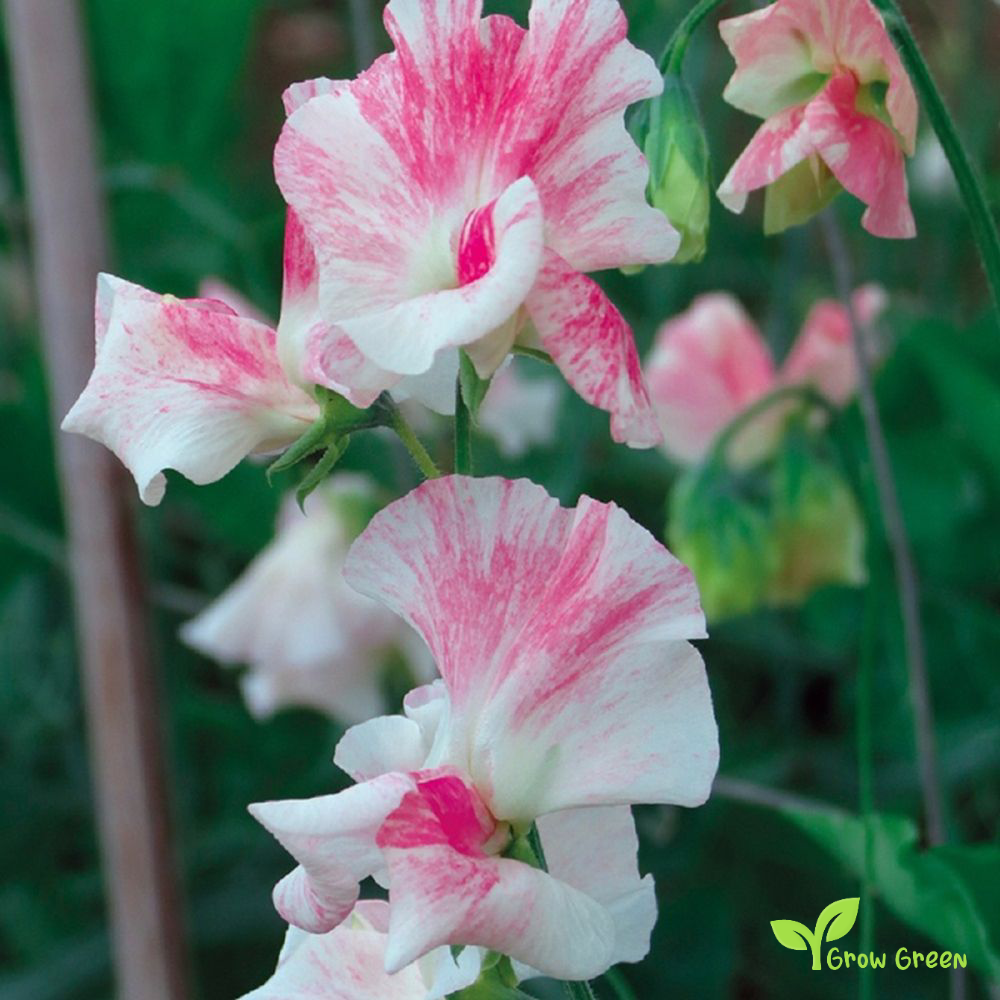 5 seeds of Sweet Pea - MAYFLOWER + Gift 5 seeds of Sunflower