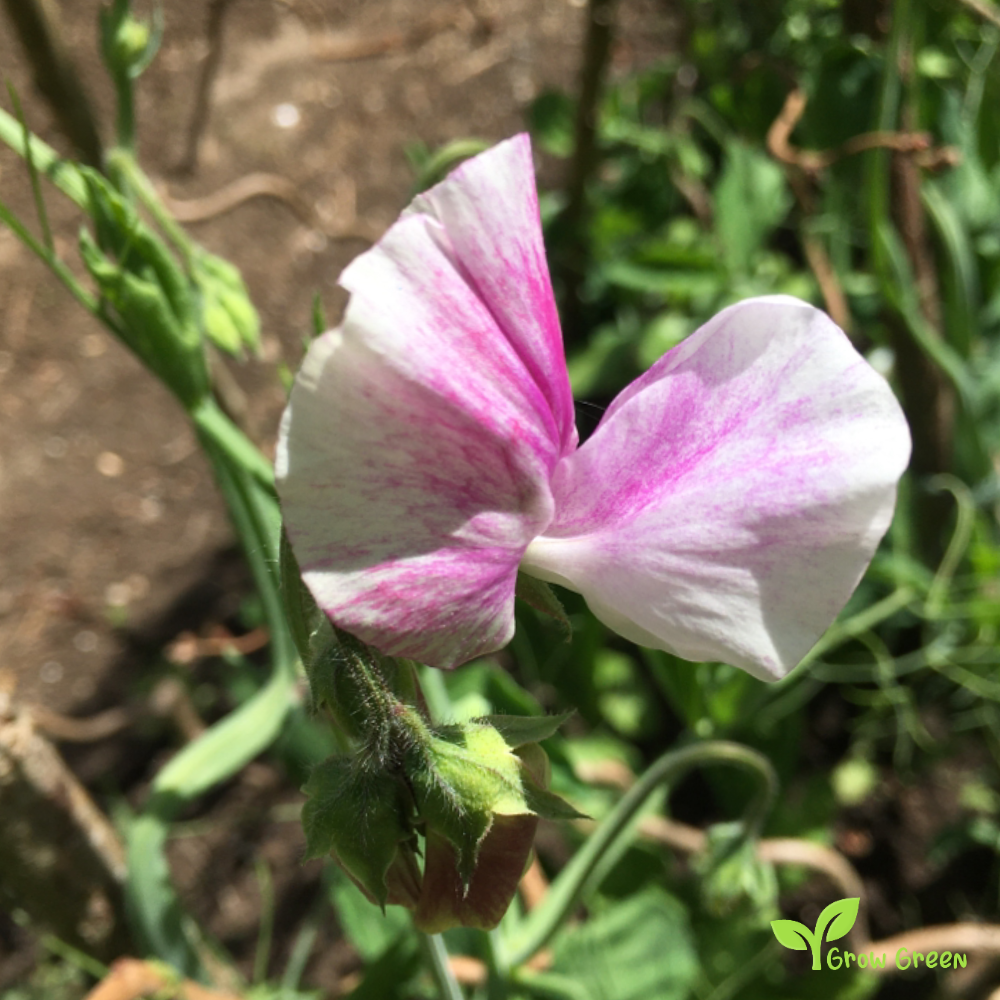 5 seeds of Sweet Pea - MAYFLOWER + Gift 5 seeds of Sunflower