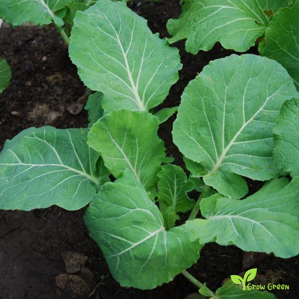 20 seeds of Tronchuda Borecole - BRASSICA OLERACEA + Gift 5 seeds of Sunflower