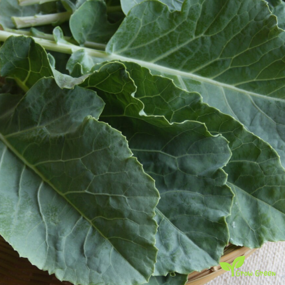20 seeds of Tronchuda Borecole - BRASSICA OLERACEA + Gift 5 seeds of Sunflower
