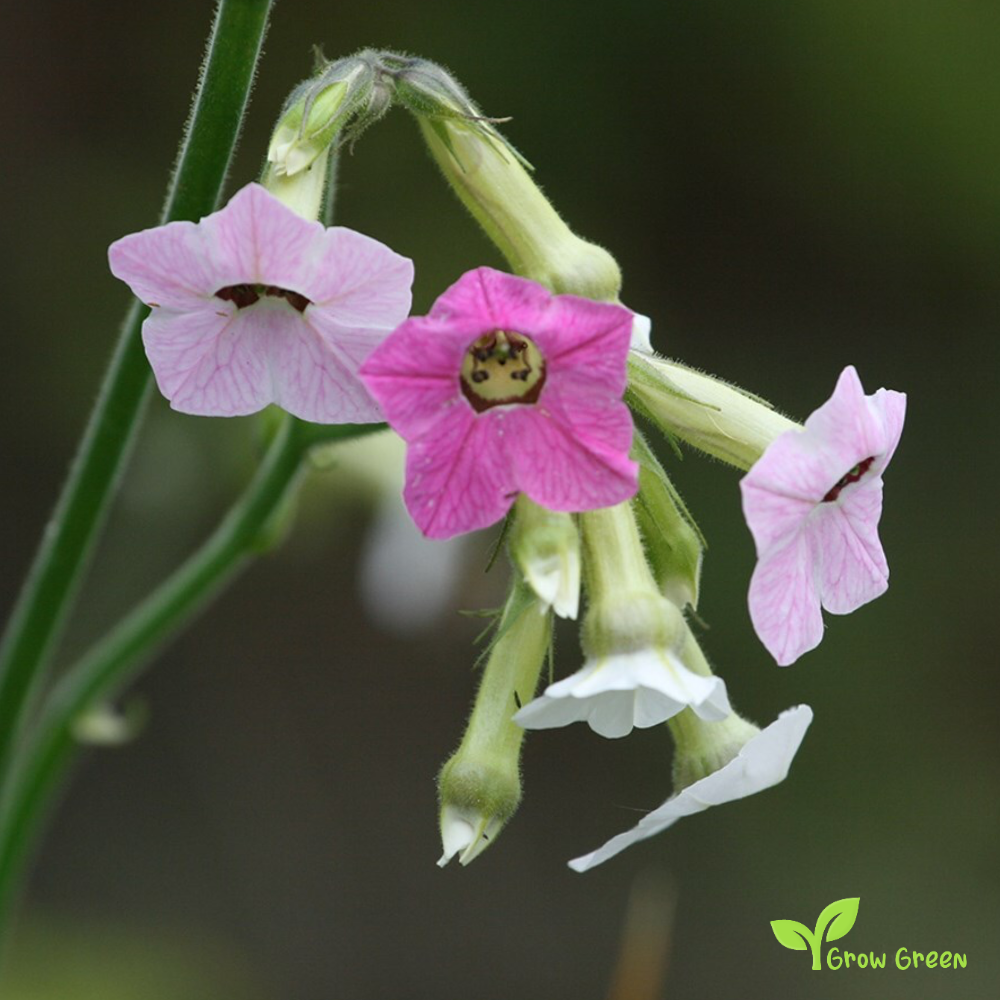 20 seeds of Tobacco - NICOTIANA MUTABILIS + Gift 5 seeds of Sunflower