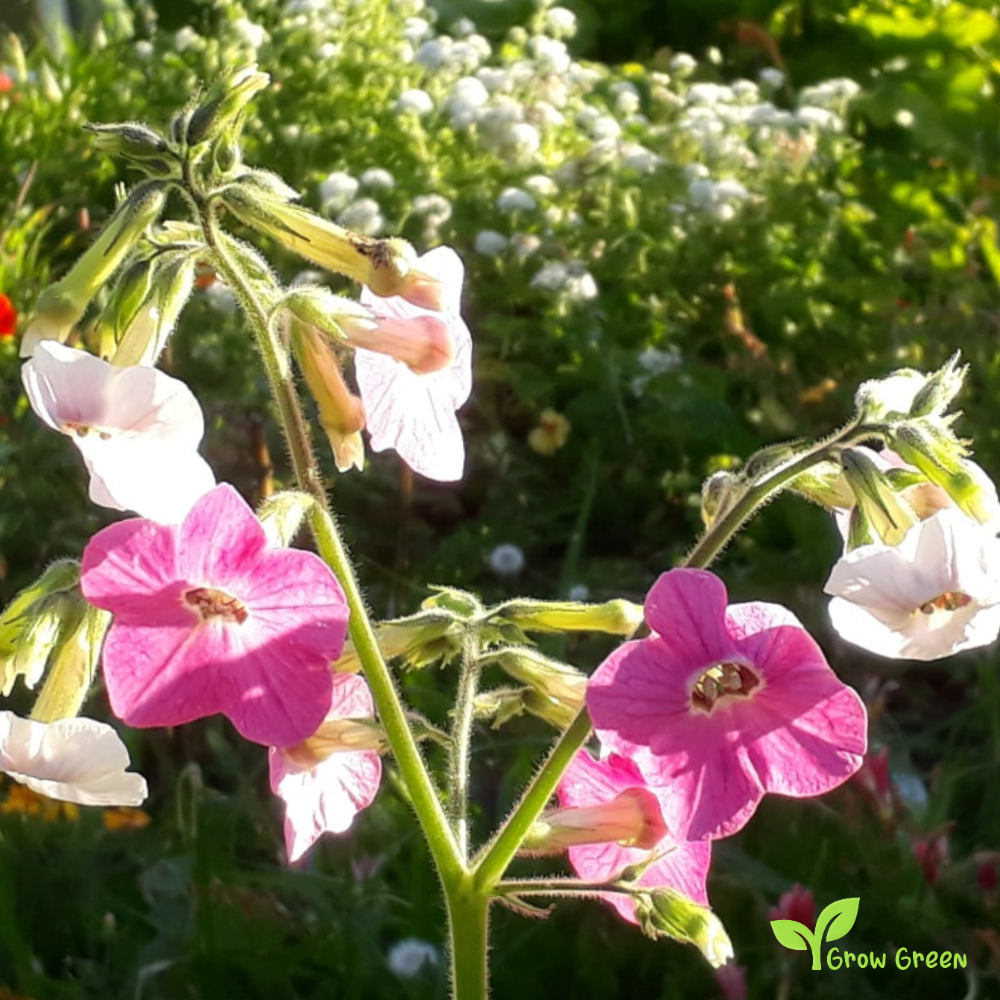20 seeds of Tobacco - NICOTIANA MUTABILIS + Gift 5 seeds of Sunflower