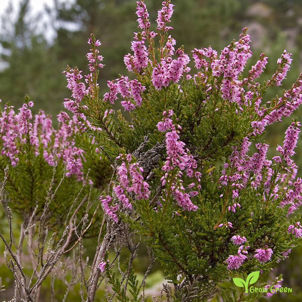 20 seeds of Scottish Heather - CALLUNA VULGARIS + Gift 5 seeds of Sunflower