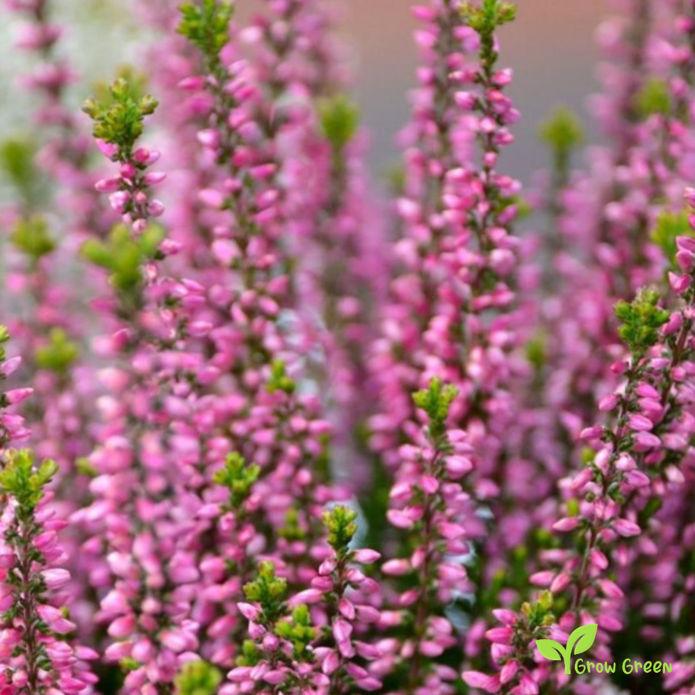 20 seeds of Scottish Heather - CALLUNA VULGARIS + Gift 5 seeds of Sunflower
