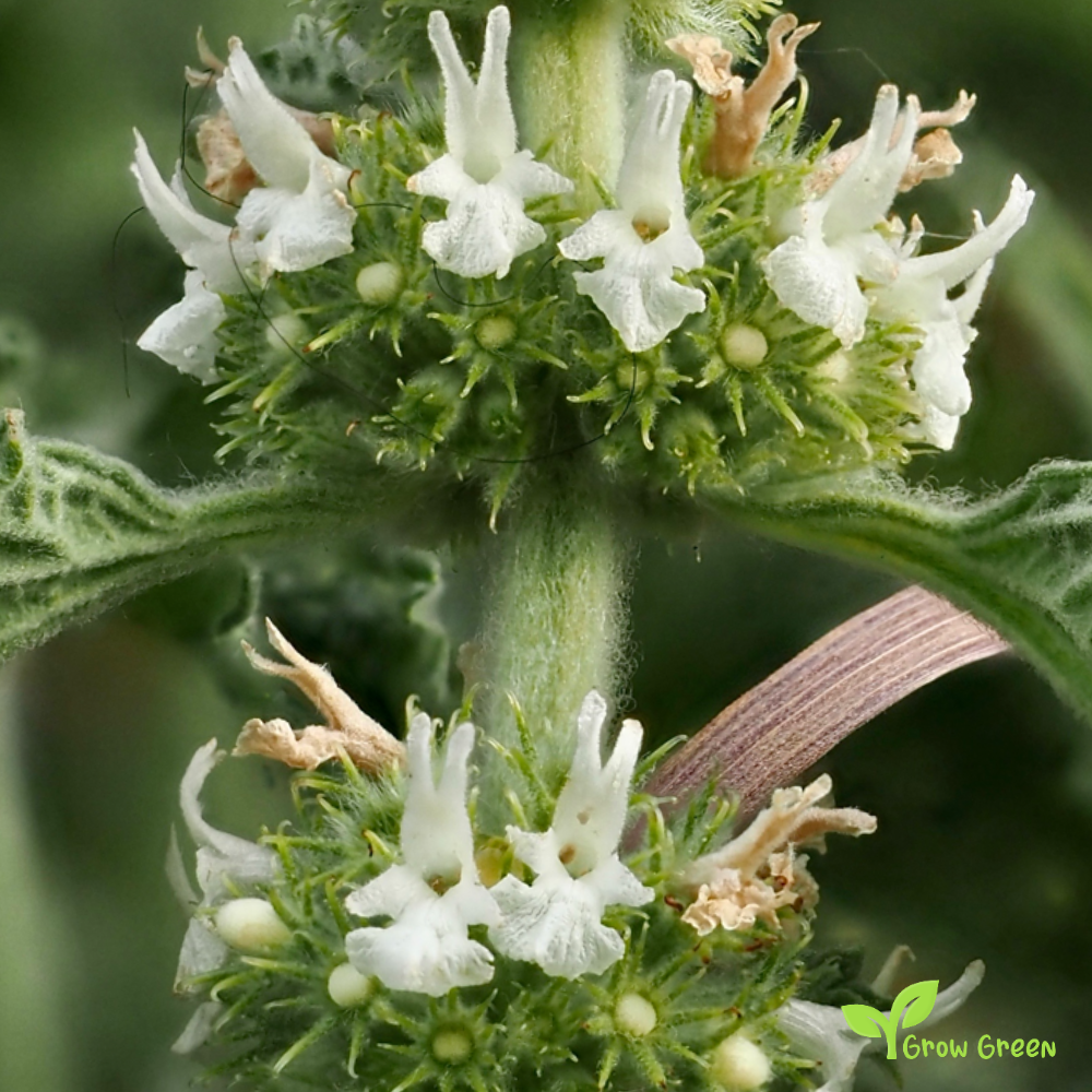 20 seeds of Horehound - MARRUBIUM VULGARE + Gift 5 seeds of Sunflower