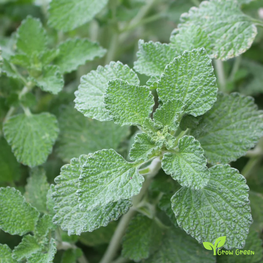 20 seeds of Horehound - MARRUBIUM VULGARE + Gift 5 seeds of Sunflower