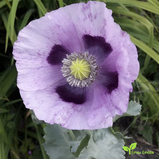 10 seeds of Light Purple Poppy - PAPAVER + Gift 5 seeds of Sunflower