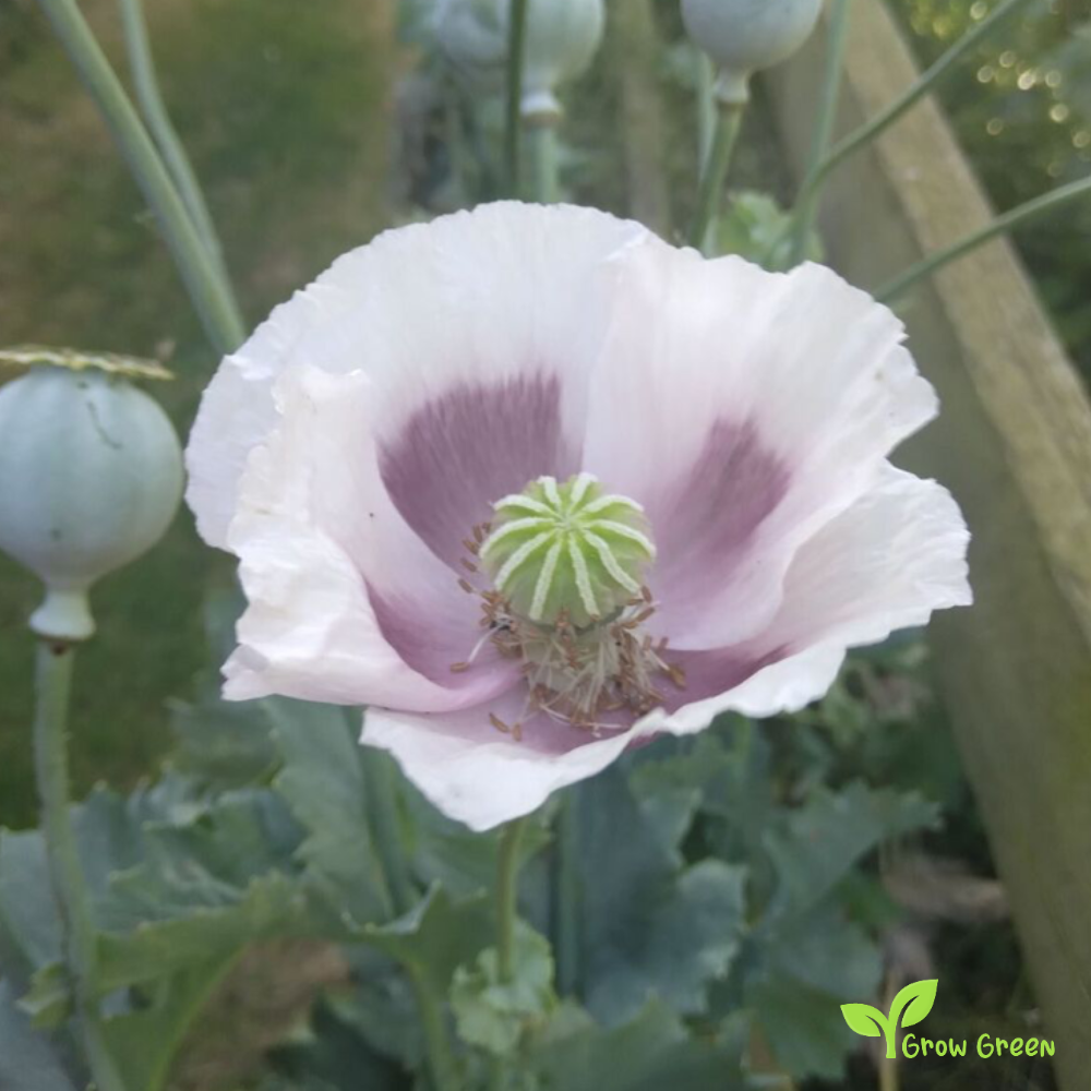 10 seeds of Light Purple Poppy - PAPAVER + Gift 5 seeds of Sunflower
