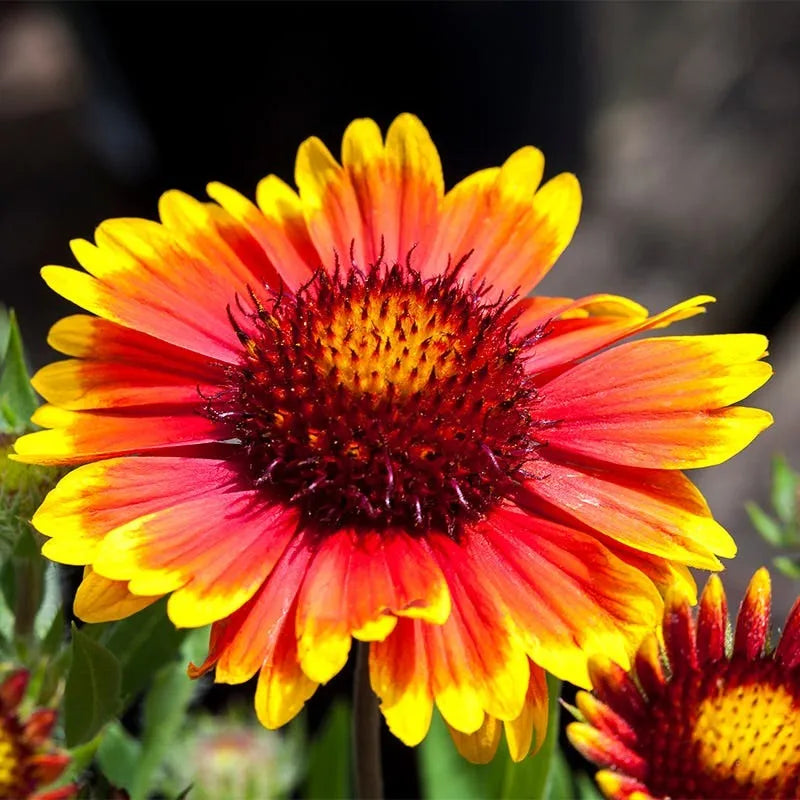 20 seeds of Gaillardia - GAILLARDIA PULCHELLA + Gift 5 seeds of Sunflower